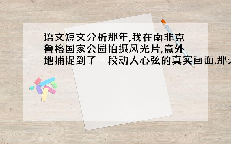 语文短文分析那年,我在南非克鲁格国家公园拍摄风光片,意外地捕捉到了一段动人心弦的真实画面.那天傍晚,一群野牛正沿着河岸缓