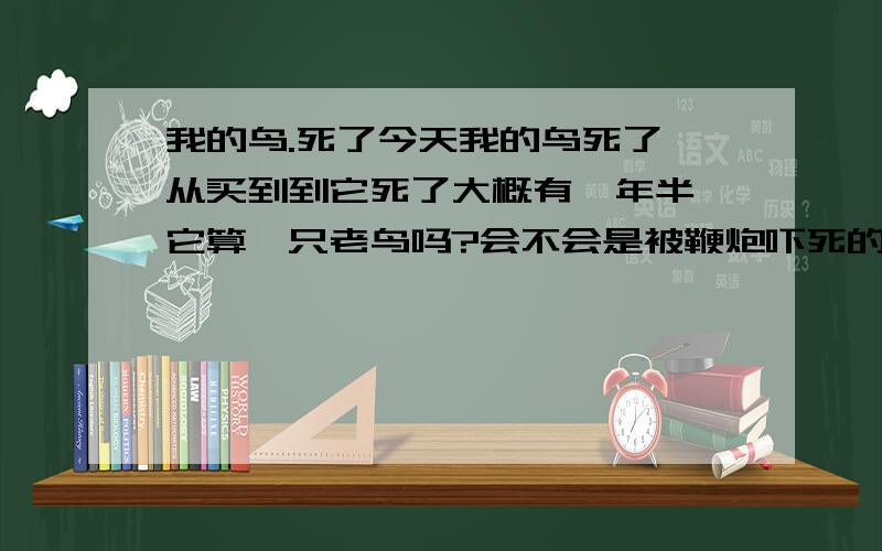 我的鸟.死了今天我的鸟死了 从买到到它死了大概有一年半 它算一只老鸟吗?会不会是被鞭炮吓死的啊 因为前段时间下雪都好好的