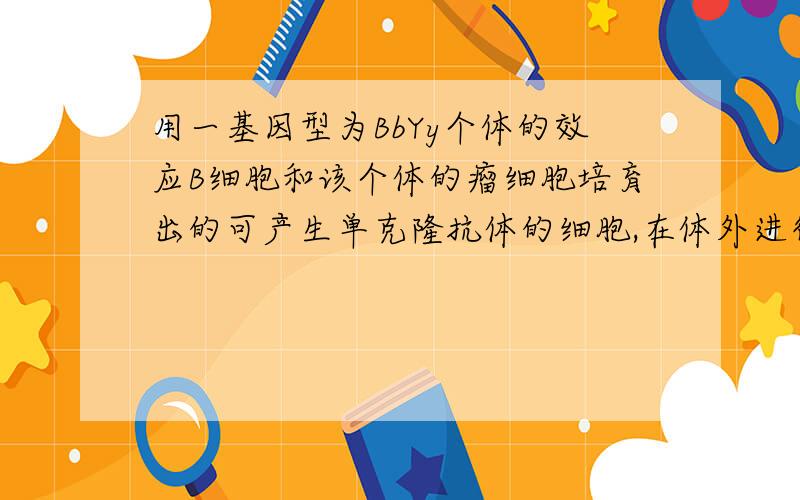 用一基因型为BbYy个体的效应B细胞和该个体的瘤细胞培育出的可产生单克隆抗体的细胞,在体外进行分裂是,走向细胞两极的基因