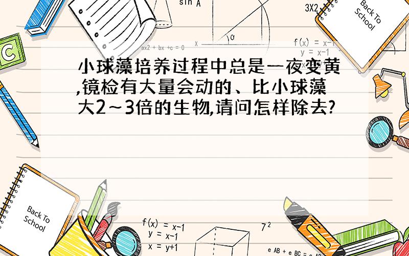 小球藻培养过程中总是一夜变黄,镜检有大量会动的、比小球藻大2～3倍的生物,请问怎样除去?