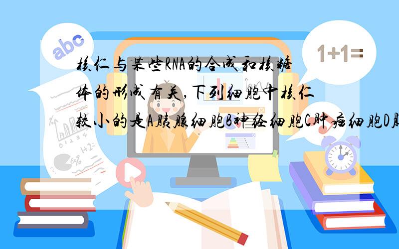 核仁与某些RNA的合成和核糖体的形成有关,下列细胞中核仁较小的是A胰腺细胞B神经细胞C肿瘤细胞D胚胎细胞