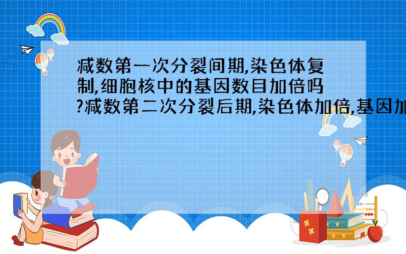 减数第一次分裂间期,染色体复制,细胞核中的基因数目加倍吗?减数第二次分裂后期,染色体加倍,基因加倍