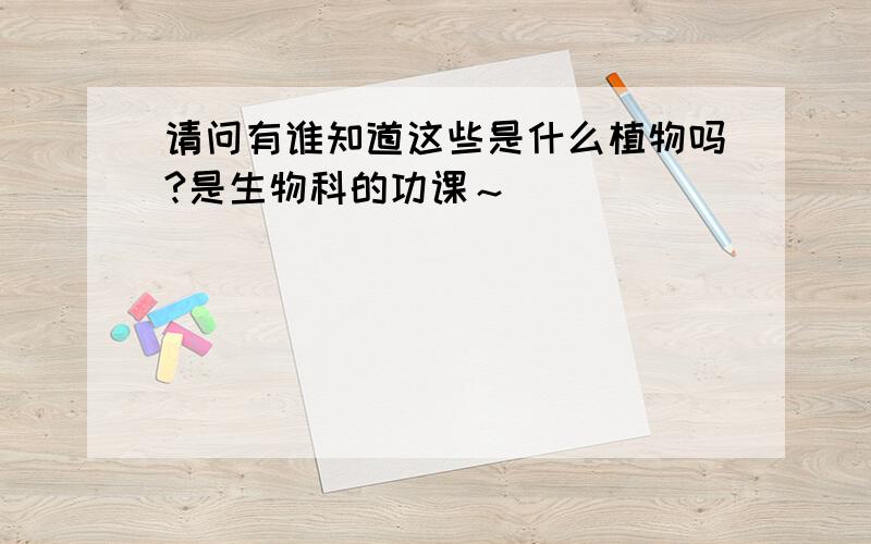 请问有谁知道这些是什么植物吗?是生物科的功课～