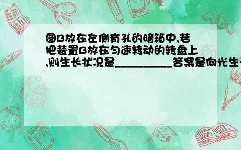 图B放在左侧有孔的暗箱中,若把装置B放在匀速转动的转盘上,则生长状况是__________答案是向光生长,我先问装置B不