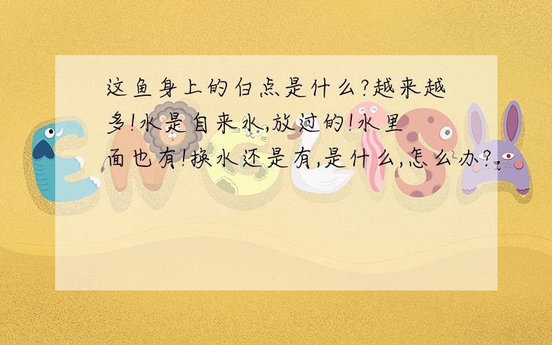 这鱼身上的白点是什么?越来越多!水是自来水,放过的!水里面也有!换水还是有,是什么,怎么办?