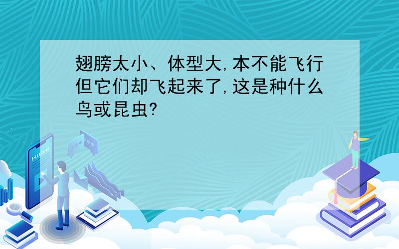 翅膀太小、体型大,本不能飞行但它们却飞起来了,这是种什么鸟或昆虫?