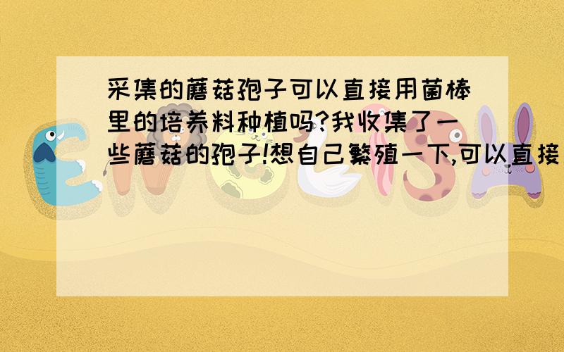 采集的蘑菇孢子可以直接用菌棒里的培养料种植吗?我收集了一些蘑菇的孢子!想自己繁殖一下,可以直接用熟料繁殖吗?谁有相关简单