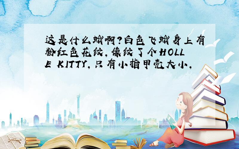 这是什么蛾啊?白色飞蛾身上有粉红色花纹,像纹了个HOLLE KITTY,只有小指甲壳大小,