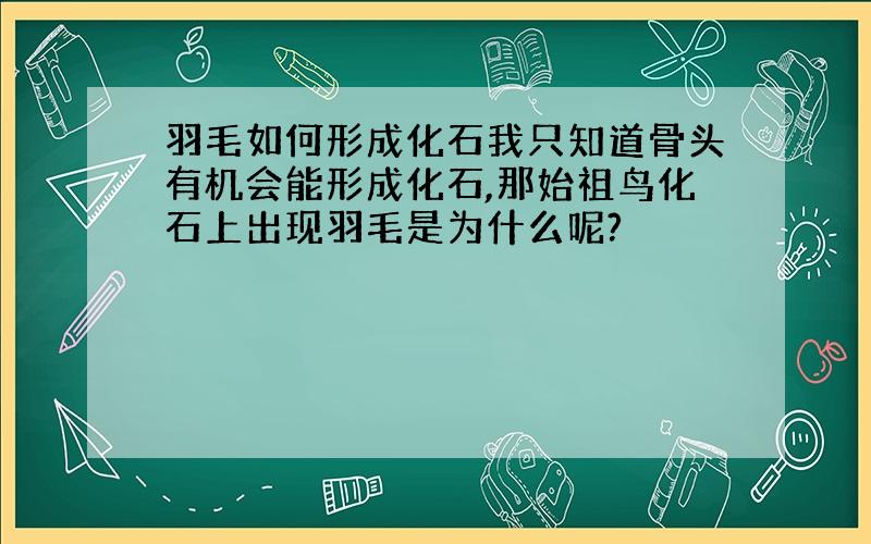 羽毛如何形成化石我只知道骨头有机会能形成化石,那始祖鸟化石上出现羽毛是为什么呢?