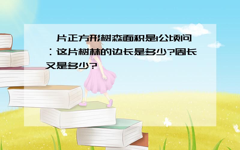 一片正方形树森面积是1公顷问：这片树林的边长是多少?周长又是多少?