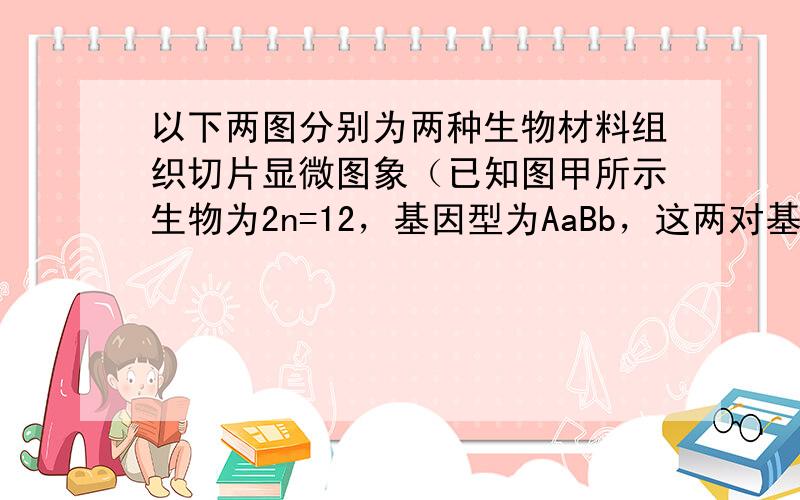 以下两图分别为两种生物材料组织切片显微图象（已知图甲所示生物为2n=12，基因型为AaBb，这两对基因位于两对同源染色体