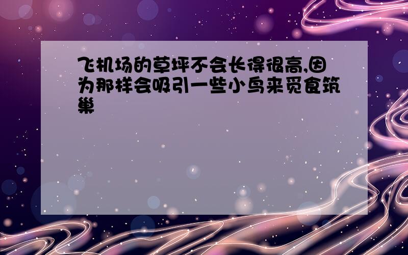 飞机场的草坪不会长得很高,因为那样会吸引一些小鸟来觅食筑巢