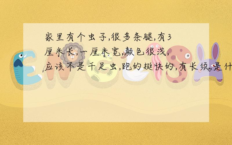 家里有个虫子,很多条腿,有3厘米长,一厘米宽,颜色很浅,应该不是千足虫,跑的挺快的,有长须,是什么呀