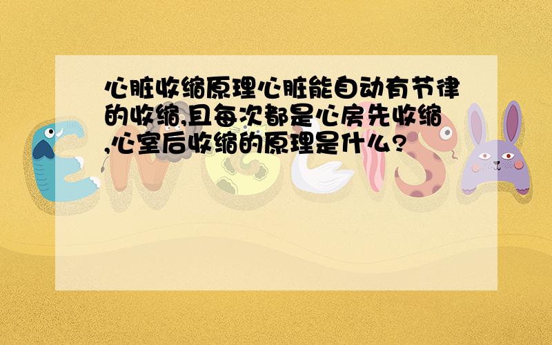 心脏收缩原理心脏能自动有节律的收缩,且每次都是心房先收缩,心室后收缩的原理是什么?