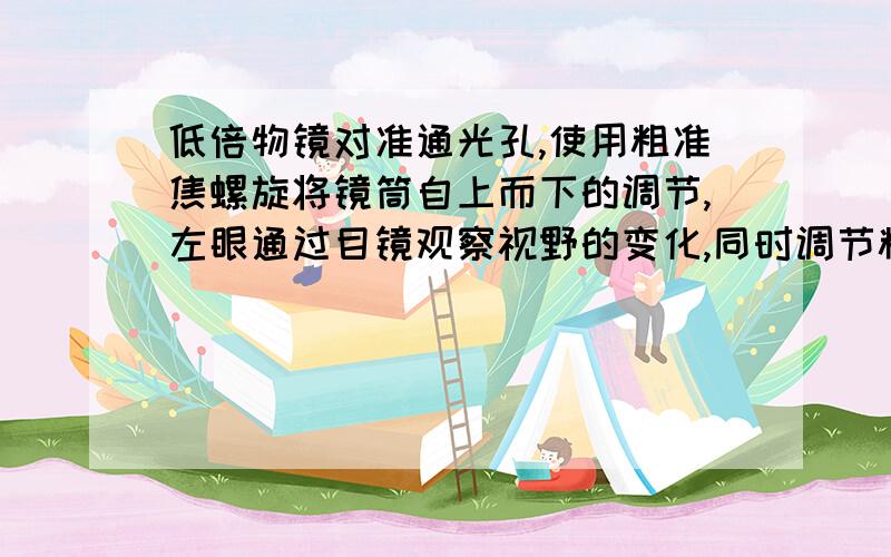 低倍物镜对准通光孔,使用粗准焦螺旋将镜筒自上而下的调节,左眼通过目镜观察视野的变化,同时调节粗准焦螺旋,使镜筒缓慢上移为