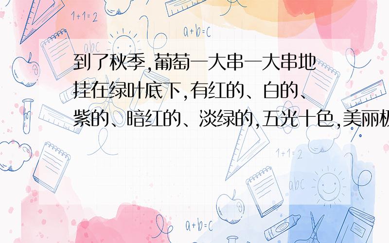 到了秋季,葡萄一大串一大串地挂在绿叶底下,有红的、白的、紫的、暗红的、淡绿的,五光十色,美丽极了.