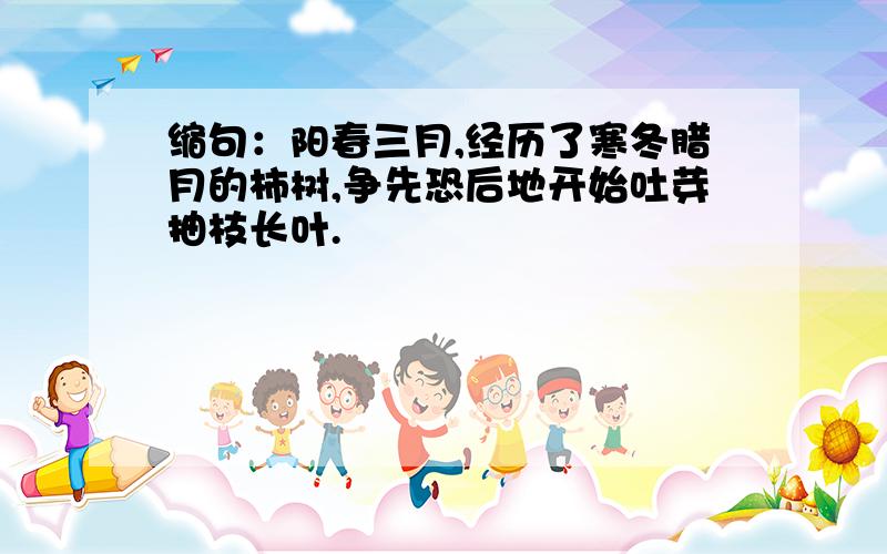 缩句：阳春三月,经历了寒冬腊月的柿树,争先恐后地开始吐芽抽枝长叶.