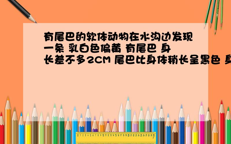 有尾巴的软体动物在水沟边发现一条 乳白色偏黄 有尾巴 身长差不多2CM 尾巴比身体稍长呈黑色 身体透明可以看见内部器官