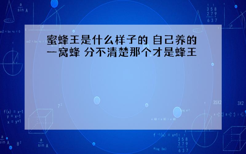 蜜蜂王是什么样子的 自己养的一窝蜂 分不清楚那个才是蜂王