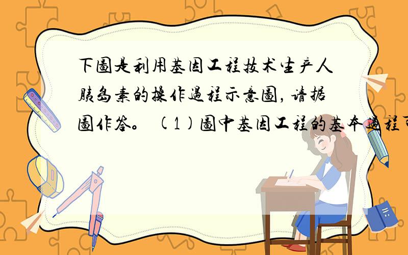 下图是利用基因工程技术生产人胰岛素的操作过程示意图，请据图作答。 (1)图中基因工程的基本过程可以概括为“四步曲”：即_