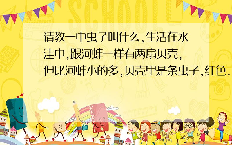 请教一中虫子叫什么,生活在水洼中,跟河蚌一样有两扇贝壳,但比河蚌小的多,贝壳里是条虫子,红色.