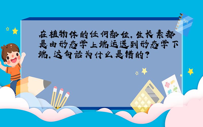 在植物体的任何部位,生长素都是由形态学上端运送到形态学下端,这句话为什么是错的?