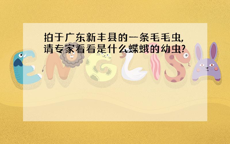 拍于广东新丰县的一条毛毛虫,请专家看看是什么蝶蛾的幼虫?