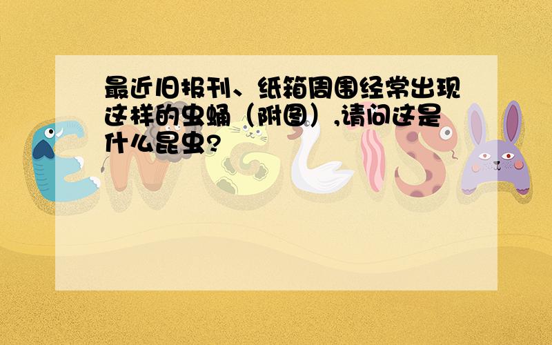 最近旧报刊、纸箱周围经常出现这样的虫蛹（附图）,请问这是什么昆虫?