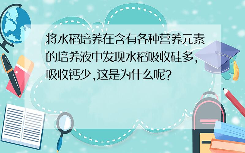 将水稻培养在含有各种营养元素的培养液中发现水稻吸收硅多,吸收钙少,这是为什么呢?