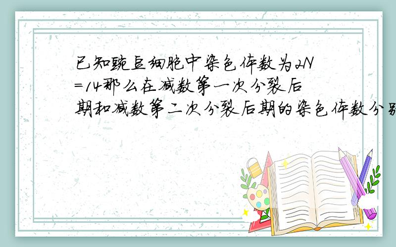 已知豌豆细胞中染色体数为2N=14那么在减数第一次分裂后期和减数第二次分裂后期的染色体数分别是（ ） ...