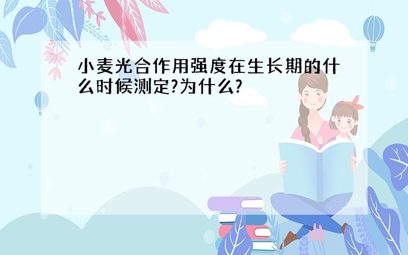 小麦光合作用强度在生长期的什么时候测定?为什么?