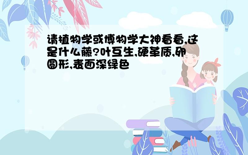 请植物学或博物学大神看看,这是什么藤?叶互生,硬革质,卵圆形,表面深绿色