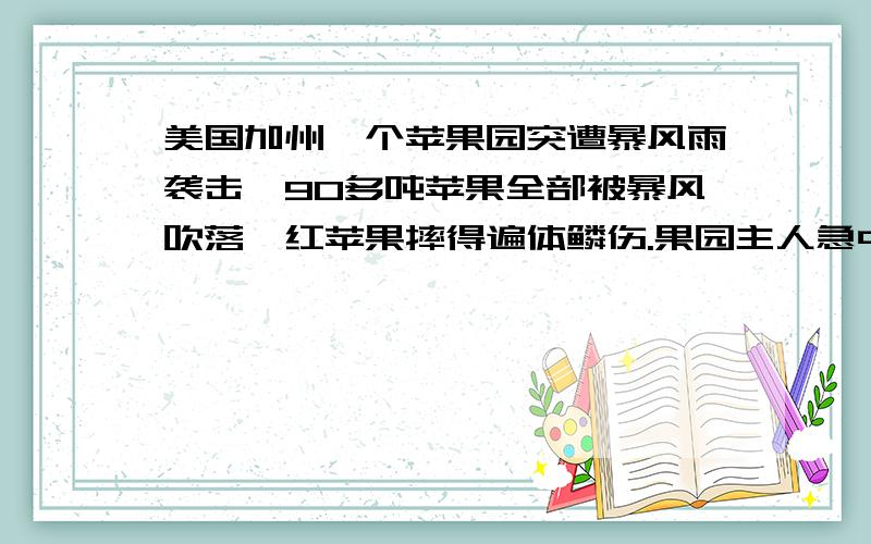 美国加州一个苹果园突遭暴风雨袭击,90多吨苹果全部被暴风吹落,红苹果摔得遍体鳞伤.果园主人急中生计,