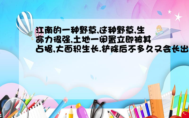 江南的一种野草,这种野草,生命力很强,土地一闲置立即被其占据,大面积生长.铲除后不多久又会长出.请问其学名?