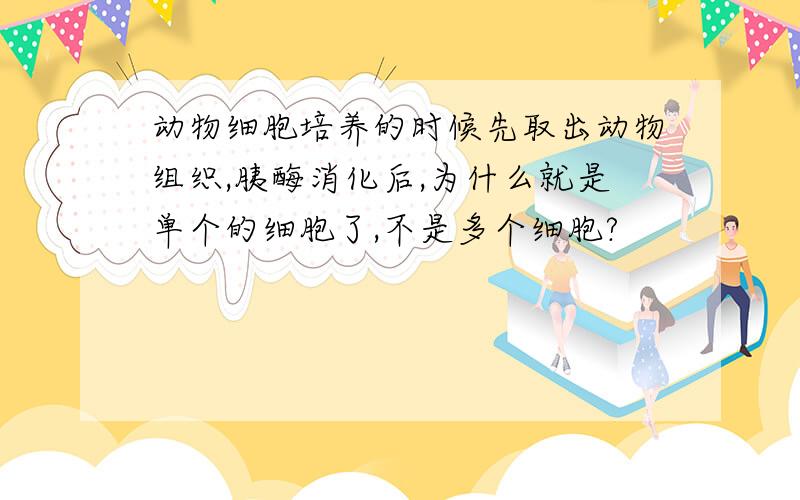 动物细胞培养的时候先取出动物组织,胰酶消化后,为什么就是单个的细胞了,不是多个细胞?