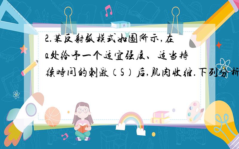 2．某反射弧模式如图所示,在a处给予一个适宜强度、适当持续时间的刺激（S）后,肌肉收缩.下列分析正确的是( 