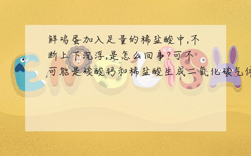 鲜鸡蛋加入足量的稀盐酸中,不断上下沉浮,是怎么回事?可不可能是碳酸钙和稀盐酸生成二氧化碳气体和水,