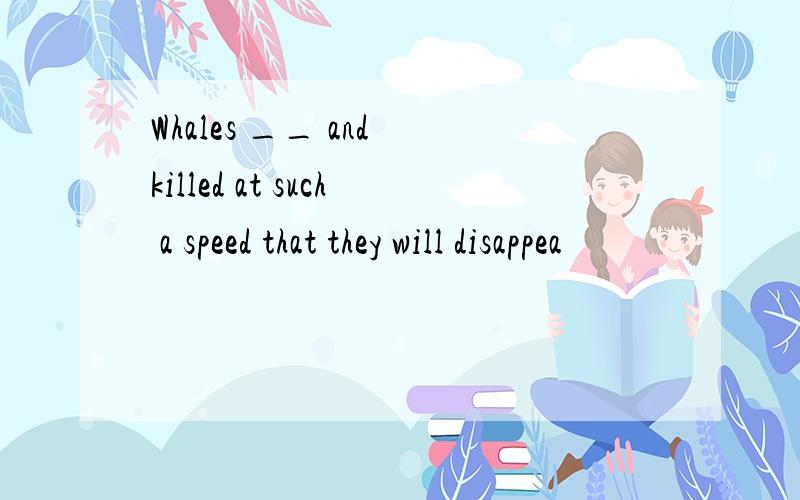 Whales __ and killed at such a speed that they will disappea