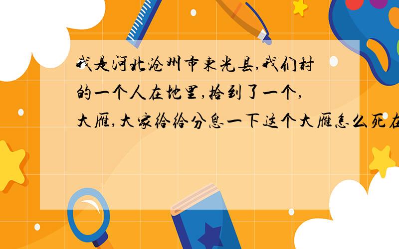 我是河北沧州市东光县,我们村的一个人在地里,拾到了一个,大雁,大家给给分息一下这个大雁怎么死在我们