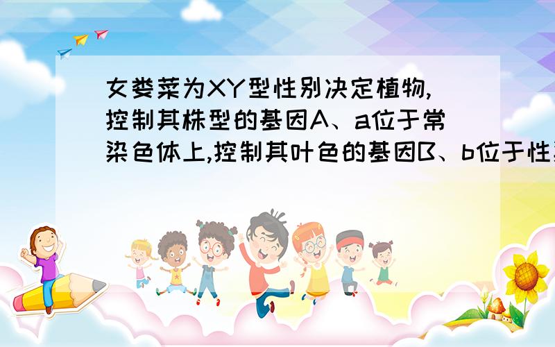 女娄菜为XY型性别决定植物,控制其株型的基因A、a位于常染色体上,控制其叶色的基因B、b位于性染色体上,带有b基因的雄配