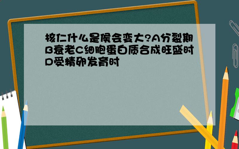 核仁什么是侯会变大?A分裂期B衰老C细胞蛋白质合成旺盛时D受精卵发育时