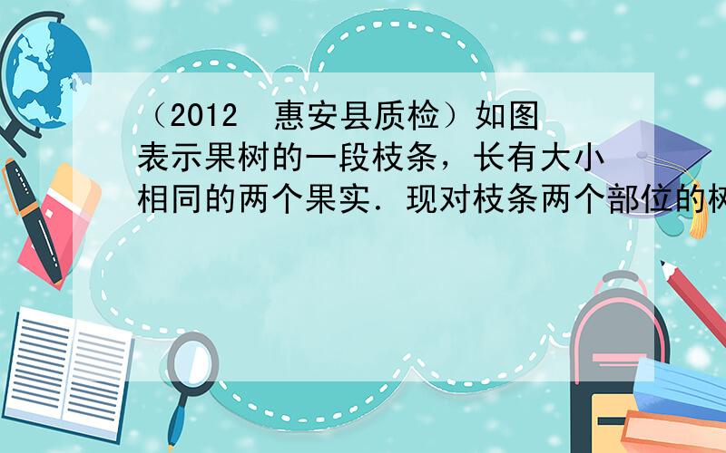 （2012•惠安县质检）如图表示果树的一段枝条，长有大小相同的两个果实．现对枝条两个部位的树皮进行环剥．枝条上两个果实A