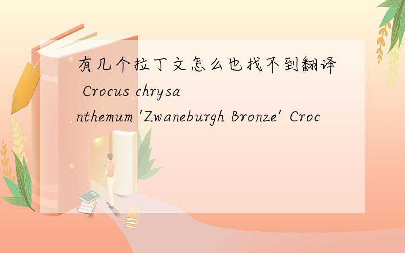 有几个拉丁文怎么也找不到翻译 Crocus chrysanthemum 'Zwaneburgh Bronze' Croc