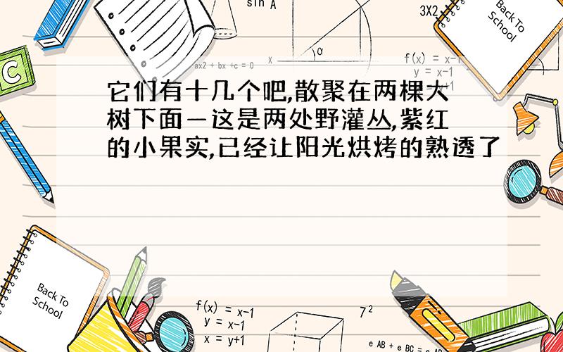 它们有十几个吧,散聚在两棵大树下面—这是两处野灌丛,紫红的小果实,已经让阳光烘烤的熟透了