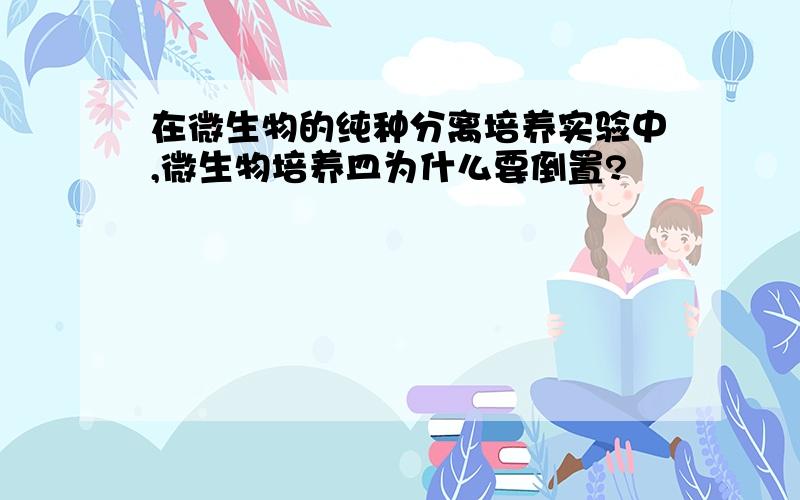 在微生物的纯种分离培养实验中,微生物培养皿为什么要倒置?