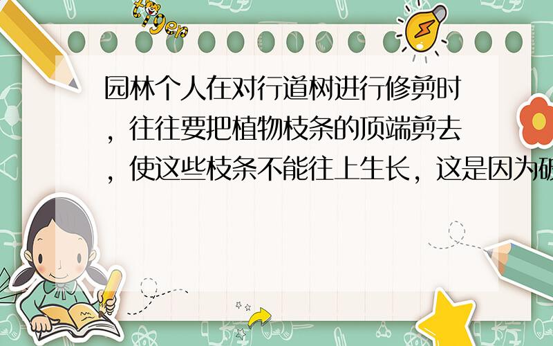 园林个人在对行道树进行修剪时，往往要把植物枝条的顶端剪去，使这些枝条不能往上生长，这是因为破坏了（　　）