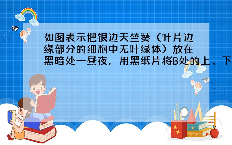 如图表示把银边天竺葵（叶片边缘部分的细胞中无叶绿体）放在黑暗处一昼夜，用黑纸片将B处的上、下两面遮盖，移入光下几小时，再