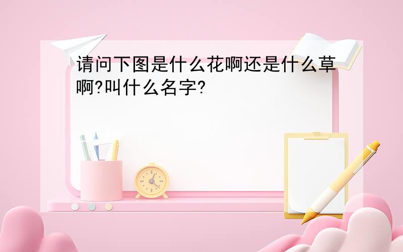 请问下图是什么花啊还是什么草啊?叫什么名字?