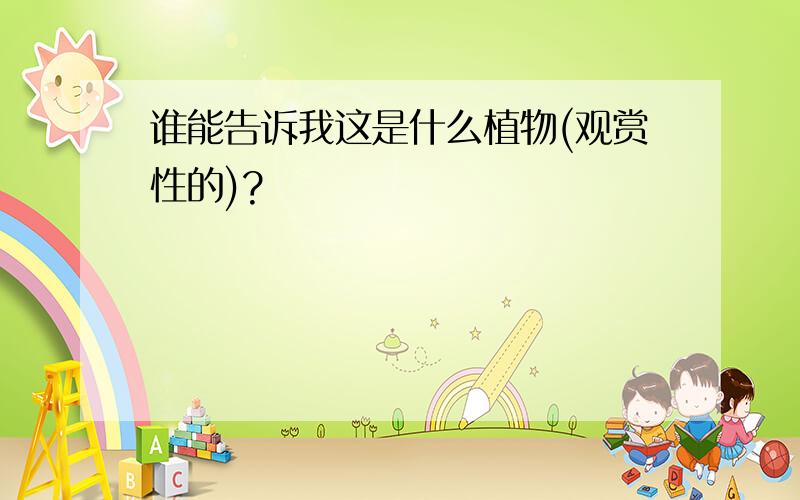 谁能告诉我这是什么植物(观赏性的)?