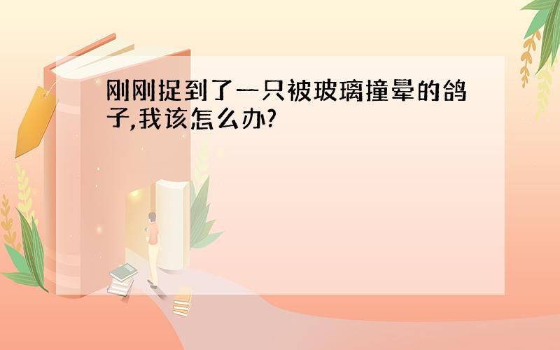 刚刚捉到了一只被玻璃撞晕的鸽子,我该怎么办?